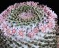 Preview: Mammillaria pseudocrucigera KKR15